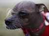 Nejoklivjím psem se stal ínský chocholatý pes z Británie jménem Mugly