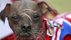 Nejošklivějším psem světa je Mugly z Británie 
