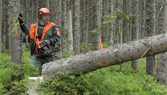 Agrofert zkrachovalé dřevaře nekoupí. Less & Forest čeká konkurz 