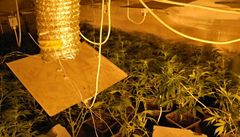 Policisté objevili dosud nejv�t�í p�stírnu konopí.