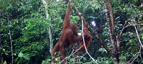 Orangutani v rehabilitaním centru, kde je sledoval i prezident Klaus