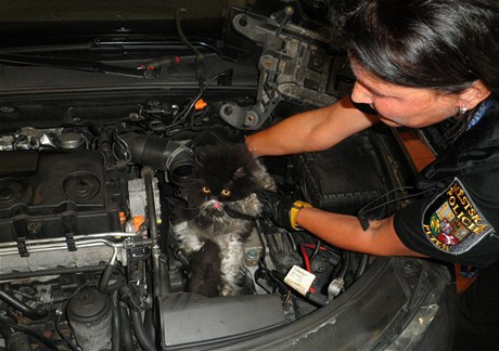 Za špatně řadící auto v Plzni mohla kočka ukrytá pod kapotou.