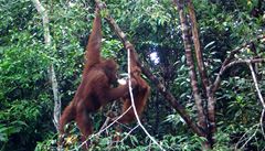 Prezident Klaus v džungli sledoval krmení orangutanů