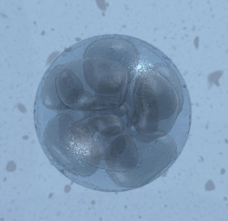 Embryo (ilustraní foto)