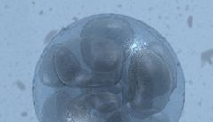 Vědci experimentují s embryi, chtějí zabránit dědičným nemocem