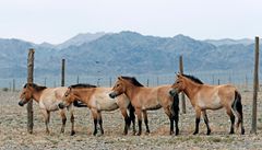 �ty�i klisny Ane�ku, Xaru, Gretu a Spelu p�epravila pra�ská zoo ve spolupráci s Armádou �R do národního parku Gobi B v Mongolsku.