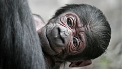 Tatu �erstv� po narození. 