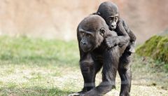 Gorilí samec Tatu poslouží vědě. Poputuje do Národního muzea