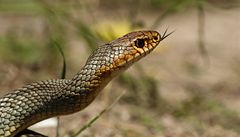 Používejte umělé hady, vyzvali ochránci práv zaklínače