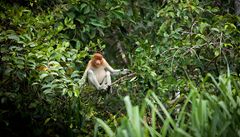 V Číně byla vyfotografována vzácná opice tuponosá