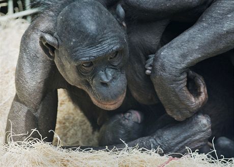 První mlád bonoba se narodilo v sobotu