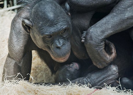 První mládě bonoba se narodilo v sobotu