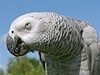 Papoušek šedý žako.
