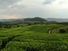ajové plantáe v Ugand.