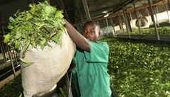 Pracovník továrny Igara Tea Growers Faktory