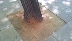 Písitý mlat a dlaba.