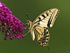 Motýl (ilustraní foto)