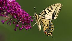 Motýl (ilustrační foto)