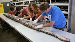 Na Florid� byla ulovena nejv�t�í zde zaznamenaná krajta tmavá. Plaz m��il 5,18 metru a vá�il tém�� 74,4 kilogramu.