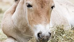 V ZOO Praha se narodila malá klisnika kon Pevalského