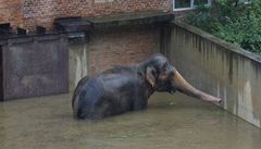 Zoo vzpomn na Gastona i Kadru. Od zplav uplynulo 10 let