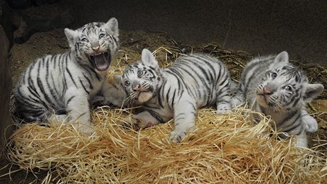 Bílá tygí mláata, která se v liberecké zoo narodila 1. ervence, jsou dva sameci a jedna samika. 