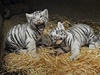 Bílá tygí mláata, která se v liberecké zoo narodila 1. ervence, jsou dva sameci a jedna samika. 