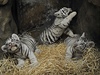 Tygíci proli nezbytnou veterinární prohlídkou a mají se ile k svtu.