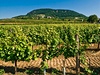 Hora Badacsony a rozsáhlé vinice.