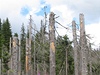 Stromy napadené krovcem na umav poblí Holého vrchu.