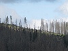 Stromy napadené krovcem na umav poblí Holého vrchu.