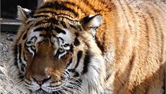 Tygra-zabijáka zastřelili v zoo. Podívejte se, jak žil