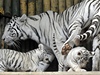 Tygí rodinka v liberecké zoo.