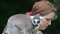 Zoo ve Dvoe Králové nyní elí ostré kritice. Pi pevozu zvíat údajn poruovala etický kodex. editelka zahrady vak popírá, e by museli nkterá zvíata nyní vrátit.