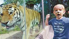 Zoo ve Dvoe Králové nyní elí ostré kritice. Pi pevozu zvíat údajn poruovala etický kodex. editelka zahrady vak popírá, e by museli nkterá zvíata nyní vrátit.