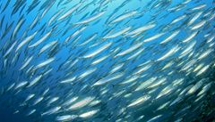 Mosk ryby budou dky globlnmu oteplovn men, tvrd studie