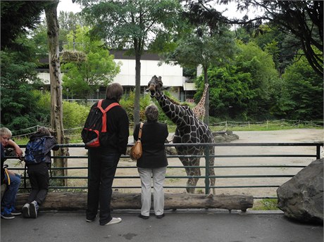 Hned u vchodu zoologické zahrady v Duisburgu stojí žirafa.
