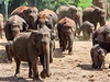Sloní zoo v Pinnawale na Srí Lance.