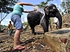 Sedmiletá slonice Tamara pi mytí s chovatelkou Veronikou truplovou v sloním sirotinci v Pinnawale.