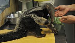 Zoologická zahrada na Svatém Kopeku v Olomouci pedstavila zhruba msíní mlád mraveneníka velkého.