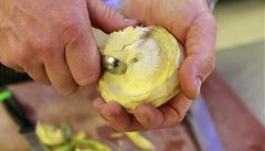 Z oloupaného plodu je je�t� t�eba vydlabat �vousy� � a arty�ok je p�ipravený na dal�í úpravu. 