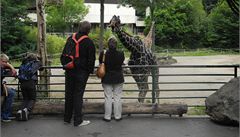 Hned u vchodu zoologické zahrady v Duisburgu stojí irafa.