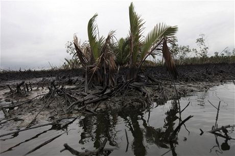 Ropa zlikvidovala mangrovov porost nedaleko Port Harcourt 