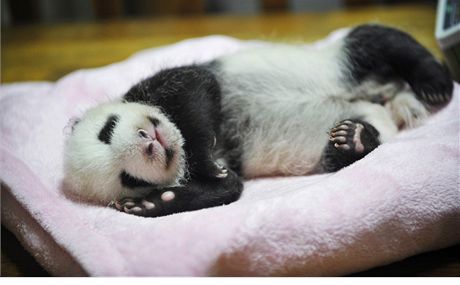 Mal panda se narodila v provincii S'-chuan 