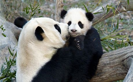 Malá panda se narodila v provincii S'-chuan 