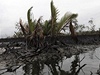 Ropa zlikvidovala mangrovový porost nedaleko Port Harcourt  