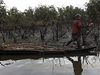 Zniené mangrovy. Jeden z dopad ekologické katastrofy v delt Nigeru