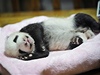 Malá panda se narodila v provincii S'-chuan 