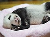 Malá panda se narodila v provincii S'-chuan 