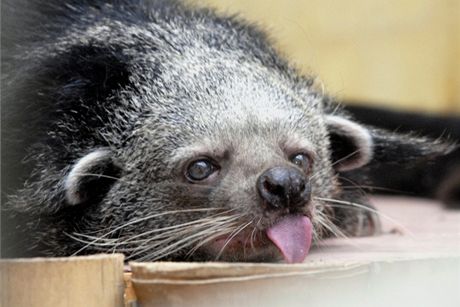 Binturong